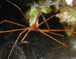 Arrowhead Crab - Cozumel by Dale Treadway 